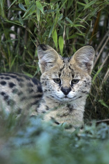 Serval