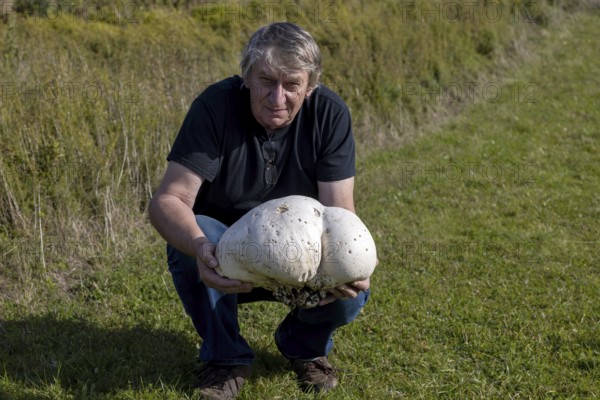 The man with the giant puffer (Calvatia gigantea) . Puffball mushroom commonly found in meadows, fields, usually in late summer and autumn. An edible mushroom that many consider a delicacy