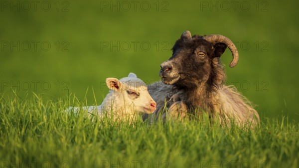 A lamb and a sheep in the grass