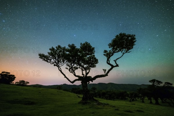 Tree in Fanal Forest, Blue Sky Full of Stars and Light Pollution at Night. Madeira, Portugal, Europe