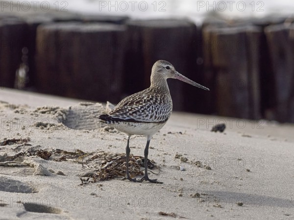 A sandpiper stands on sand in front of old wooden piles on a coastal landscape, bar-tailed godwit (Limosa lapponica)