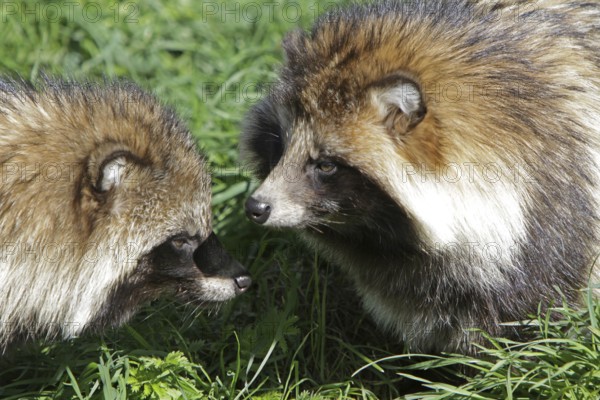Tanuki