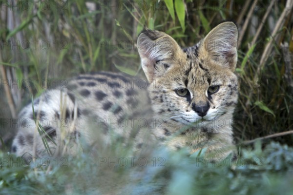 Serval