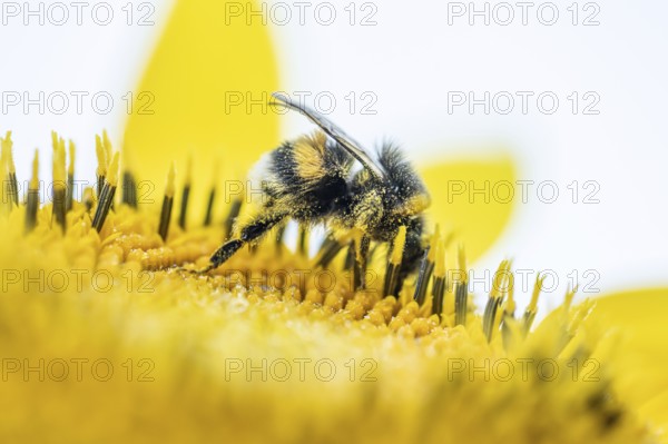 Bumblebee on Sunflower Helianthus annuus in golden sunset light