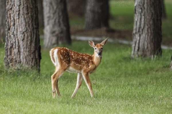 A side view of a cute fawn in a grassy field near Newman Lake, Washington