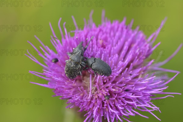 Beetle weevil of a flower in a meadow. Beetle weevil in a meadow knapweed