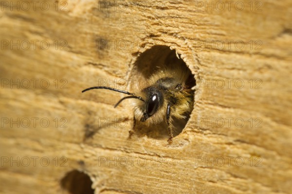 Red mason bee, Osmia bicornis, red mason bee