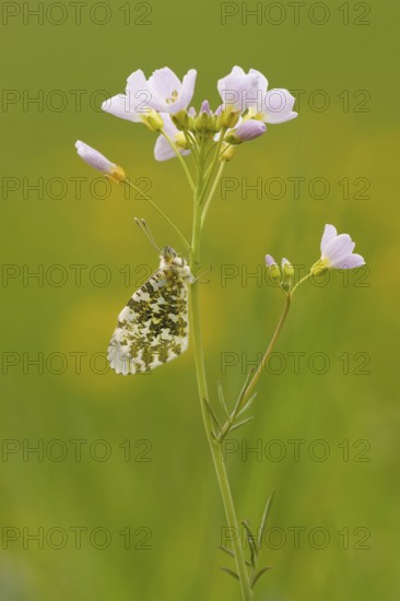 Orange tip (Anthocharis cardamines), Rhineland-Palatinate, Germany, Europe