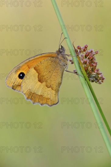 Meadow Brown (Maniola jurtina), sideways