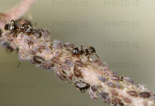 Ants and lice on a plant