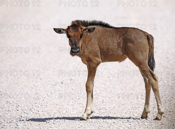 Very young wildebeest, Etosha, Namibia, very young wildebeest, Etosha, Namibia, Africa