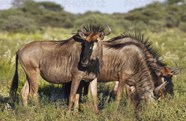 Streifengnus, blue wildebeest (Connochaetes taurinus), Namibia, Africa