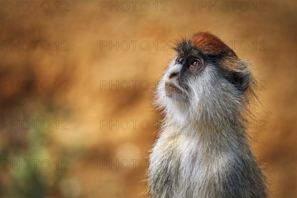Patas Monkey (Erythrocebus patas pyrrhonotus), Murchison Falls National Park Uganda