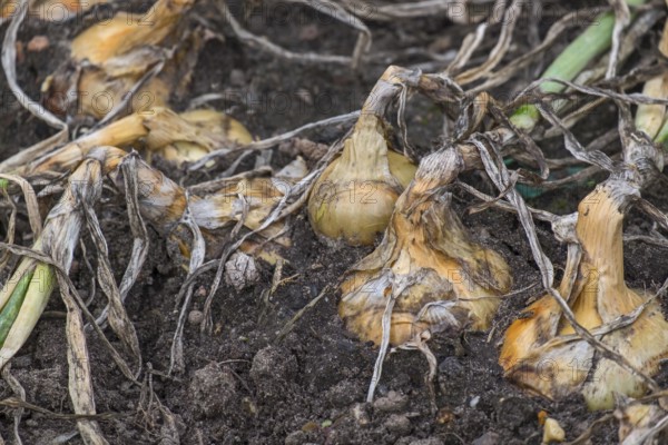 Common onions (Allium cepa), in a bed, onion harvest, Münsterland, North Rhine-Westphalia, Germany, Europe