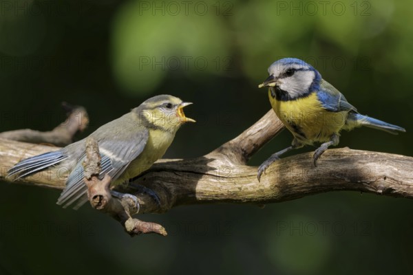 Blue tit being fed