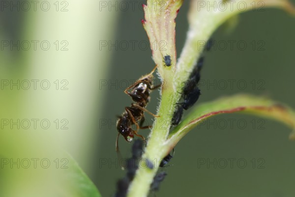 Ant and lice on a plant stem