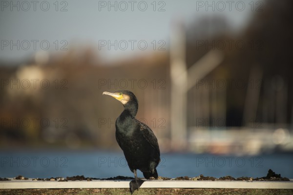 Great cormorant (Phalacrocorax carbo), Alster, Hamburg, Germany, Europe