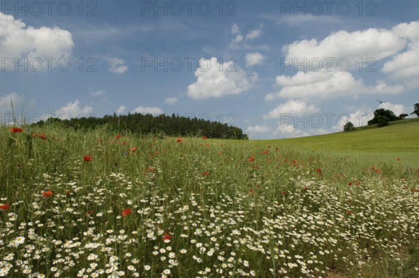Grain field with field margin