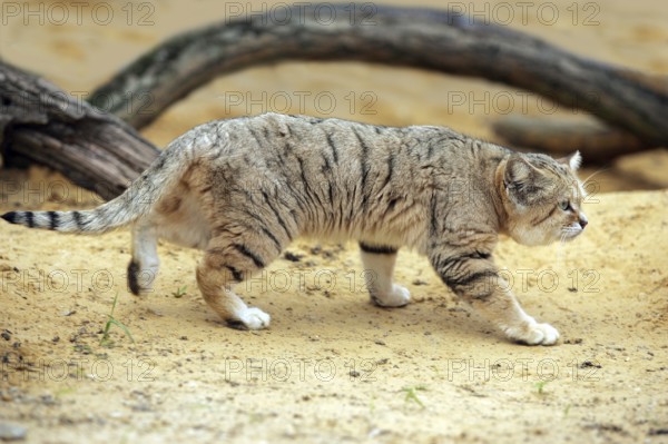Sand Cat (felis margarita), Adult