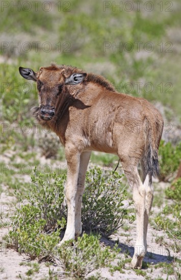 Very young wildebeest, Etosha, Namibia, very young wildebeest, Etosha, Namibia, Africa