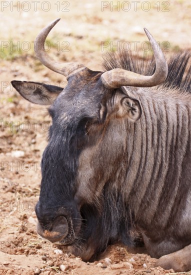 Streifengnu, blue wildebeest (Connochaetes taurinus), S