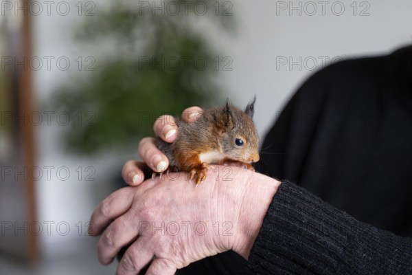Eurasian red squirrel (Sciurus vulgaris), practical animal welfare, animal on hand in a wildlife rescue centre, North Rhine-Westphalia, Germany, Europe