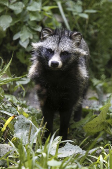 Tanuki