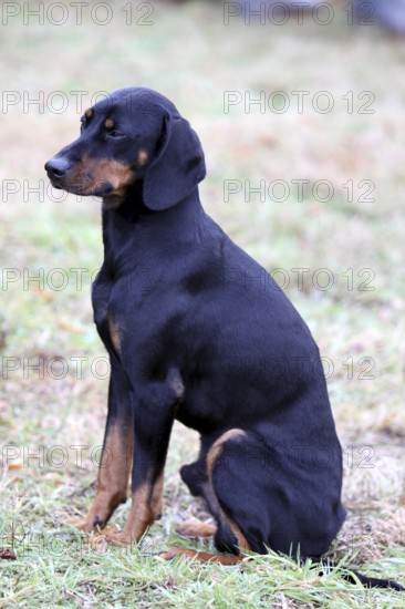 Brandlbracke at a hunting dog training course