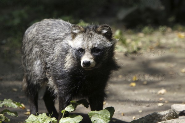 Tanuki