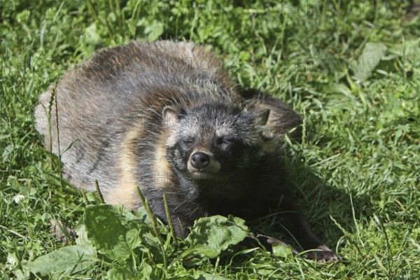 Tanuki