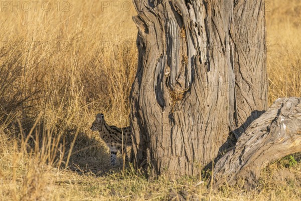 Serval wild cat behind tree, side shot