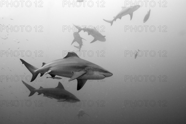 Bull sharks, Carcharhinus leucas, Beqa Lagoon, Viti Levu, Fiji, Oceania