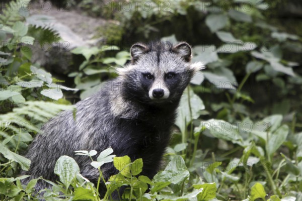 Tanuki