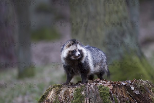 Marderhund, Nyctereutes procyonoides, common raccoon dog