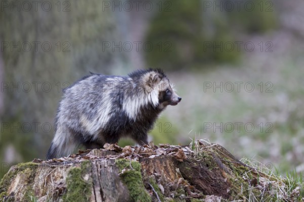 Marderhund, Nyctereutes procyonoides, common raccoon dog