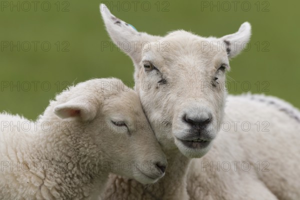 Sheep with young. Sheep with lamb