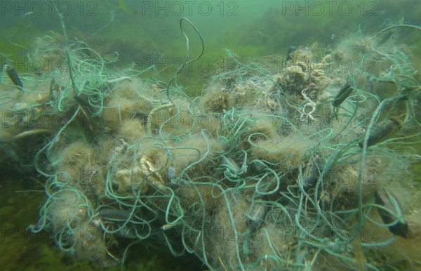 Lost fishing net lies on seabed in green algae Ulva on bright sunny day in sun glare in Black sea, Ghost gear pollution of Seas and Ocean, Black Sea, Odessa, Ukraine, Europe
