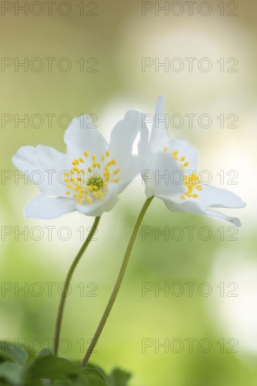 Anemone