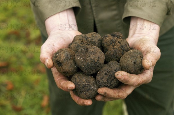 Black truffle (tuber melanosporum), Perigord truffle, Perigord truffle, Perigord truffle, Black truffle, Black truffle, Mushrooms, PERIGORD TRUFFLE, DROME IN THE SOUTH EAST OF FRANCE