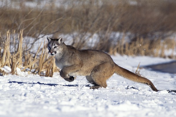 Cougar (puma concolor), Adult running on Snow, Montana