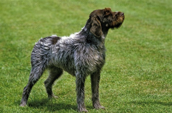 Korthaler dog or wirehaired Griffon, dog standing on lawn