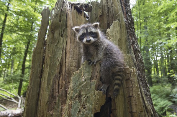 Raccoon (Procyon lotor) , Young animal, Lower Saxony, Germany, Europe