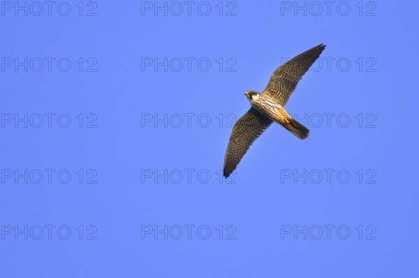 Eurasian hobby (Falco subbuteo) exempted, Lower Saxony, Germany, Europe