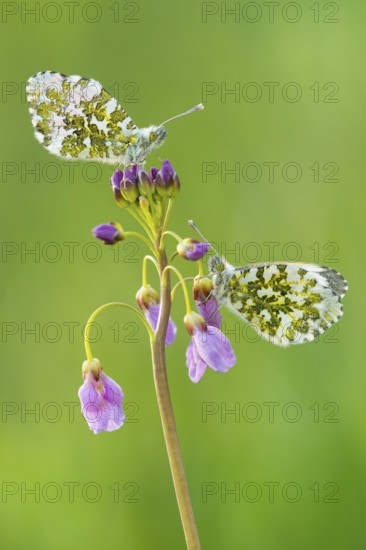 Orange tip (Anthocharis cardamines) , Cuckoo flower (Cardamine pratensis) , on , Lower Saxony, Germany, Europe