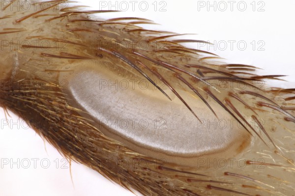 Tympanal organ (auditory organ) of a cricket (Gryllidae)