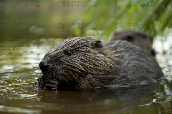 European beaver (Castor fiber), juvenile, Rosenheim, Bavaria, Germany, Europe