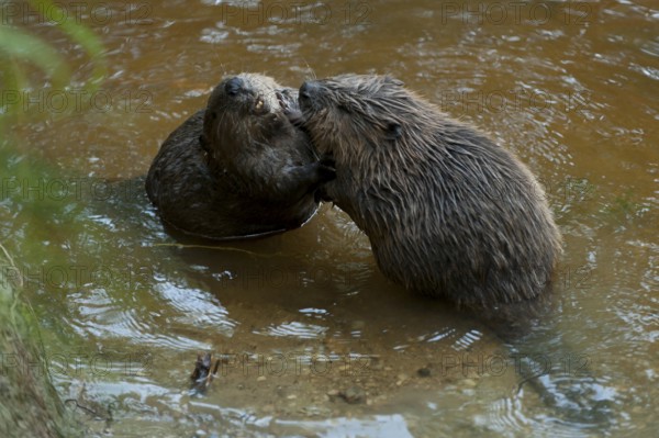 European beaver (Castor fiber), Rosenheim, Bavaria, Germany, Europe