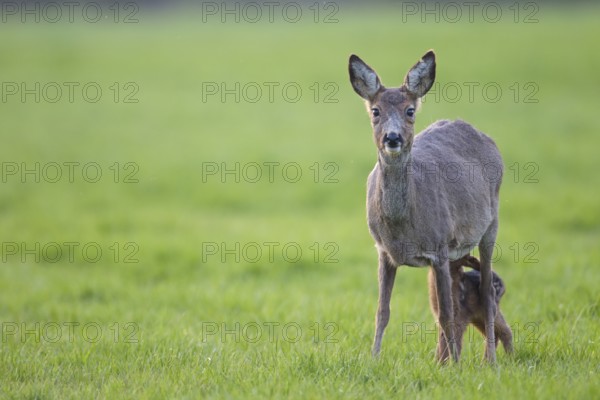 Doe during change of coat suckles her fawn (European Roe (Capreolus capreolus) Deer), Roe Deer doe during change of coat suckles her fawn (European Roe Deer) (Western Roe Deer)