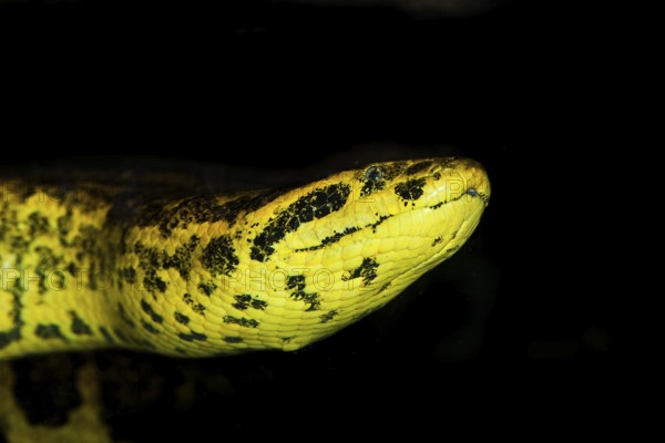 YELLOW ANACONDA (eunectes notaeus), HEAD OF ADULT