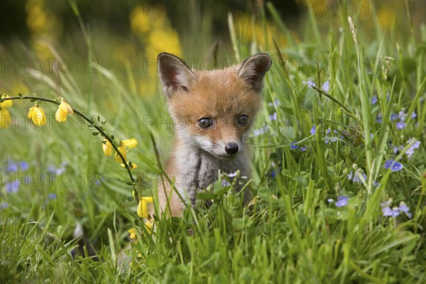 RED FOX (vulpes vulpes), PUP WITH FLOWERS, NORMANDY IN FRANCE